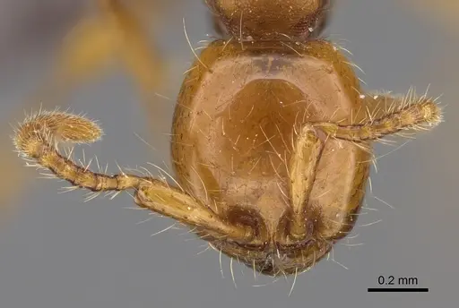 Aenictus ugaduwensis specimen
