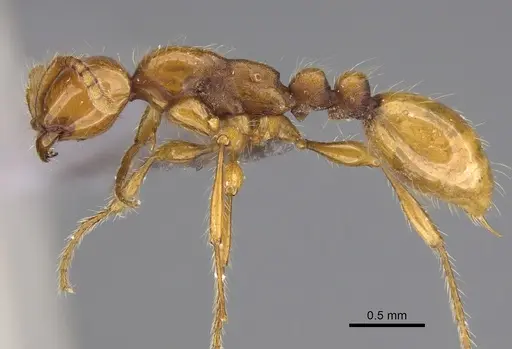 Aenictus ugaduwensis specimen