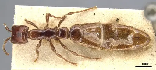 Aenictus vaucheri specimen