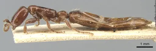 Aenictus vaucheri specimen