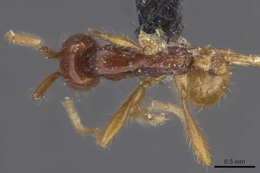 Aenictus villiersi specimen