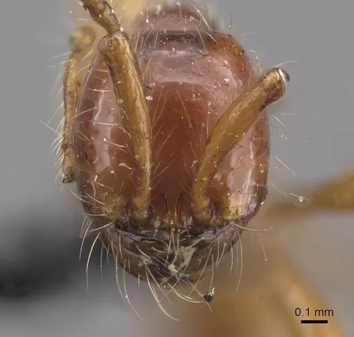 Aenictus villiersi specimen