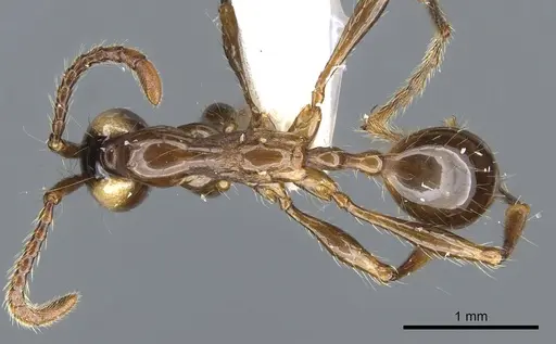 Aenictus wayani specimen