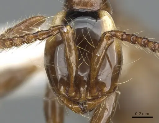 Aenictus wayani specimen