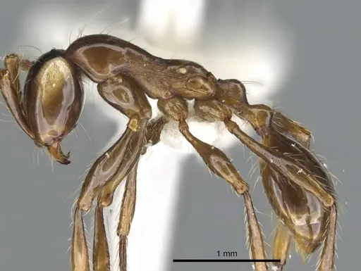 Aenictus wayani specimen