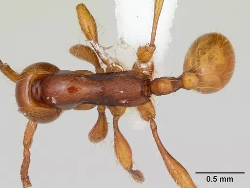 Aenictus weissi specimen