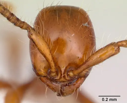 Aenictus weissi specimen