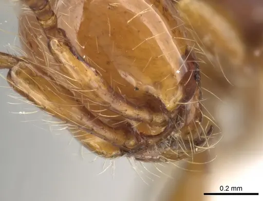 Aenictus weissi specimen