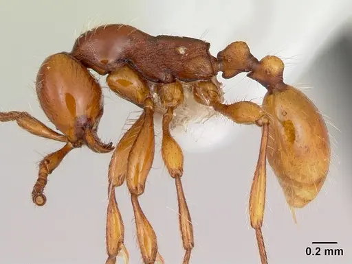 Aenictus weissi - CASENT0005956