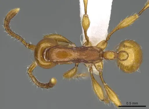 Aenictus weissi - CASENT0317076