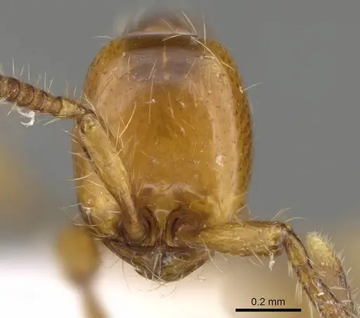 Aenictus weissi - CASENT0317076