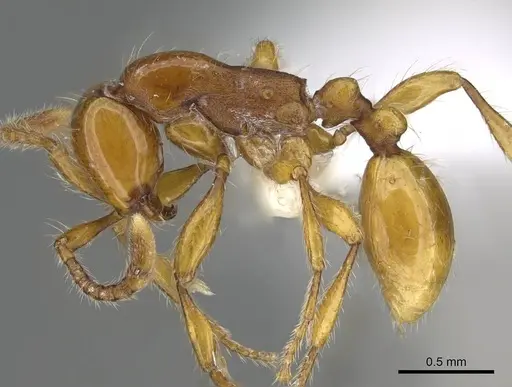 Aenictus weissi - CASENT0317076