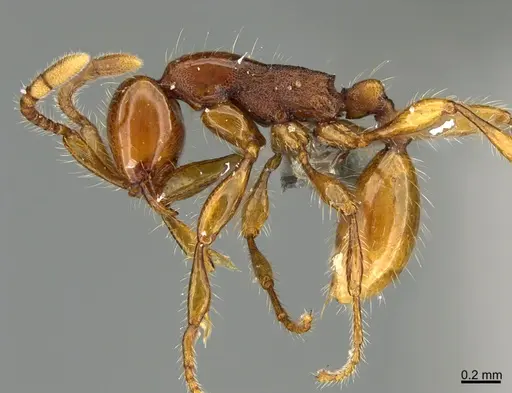 Aenictus weissi - CASENT0317966