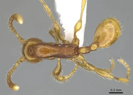 Aenictus weissi - CASENT0746806