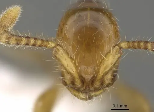 Aenictus weissi - CASENT0746806