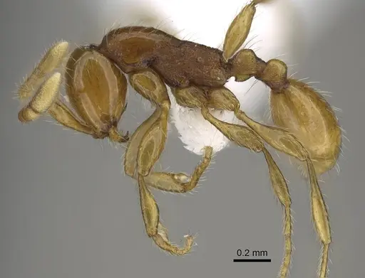 Aenictus weissi - CASENT0746806