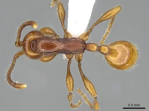 Aenictus weissi - CASENT0822387