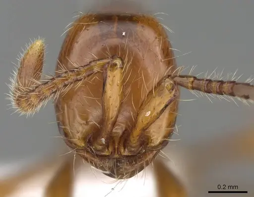 Aenictus weissi - CASENT0822387