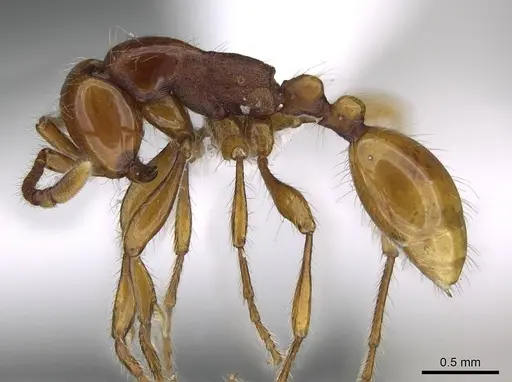 Aenictus weissi - CASENT0822387