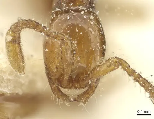 Aenictus weissi - CASENT0911444