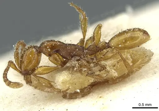 Aenictus weissi - CASENT0911444