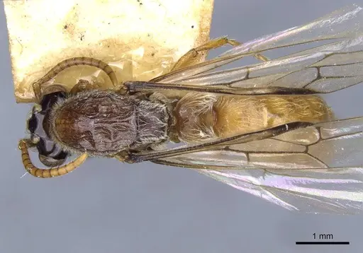 Aenictus westwoodi specimen