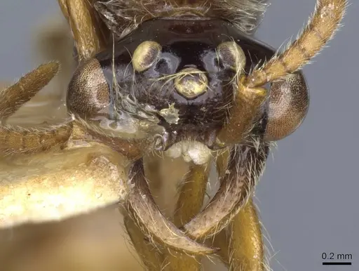 Aenictus westwoodi specimen