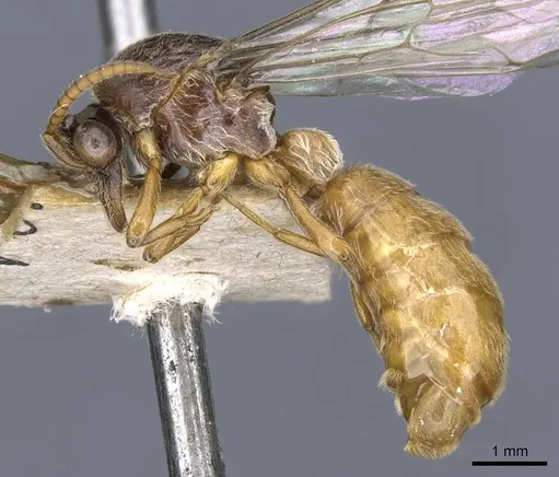 Aenictus westwoodi specimen