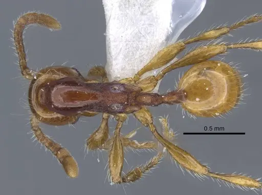 Aenictus wilaiae specimen