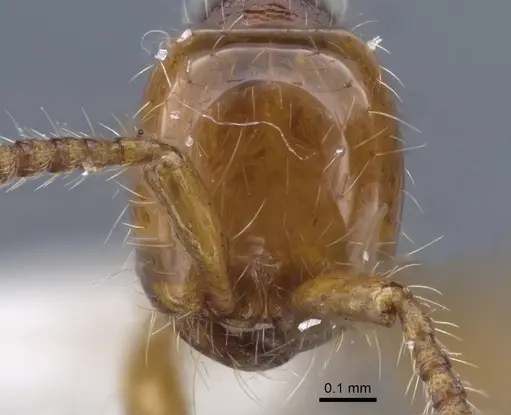 Aenictus wilaiae specimen