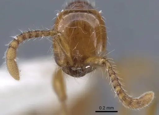 Aenictus wilaiae specimen