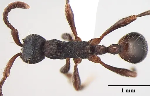 Aenictus wilsoni specimen