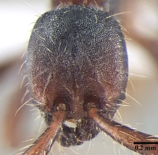 Aenictus wilsoni specimen