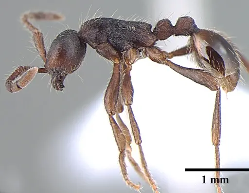 Aenictus wilsoni specimen