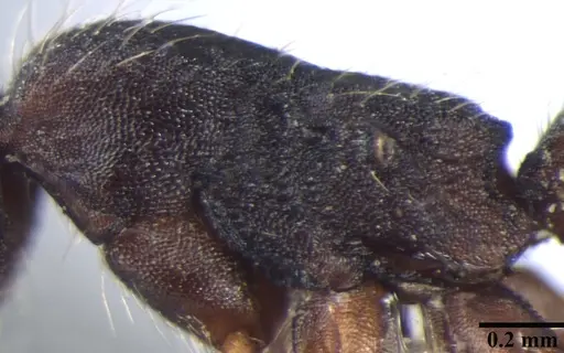 Aenictus wilsoni - ANTWEB1008020