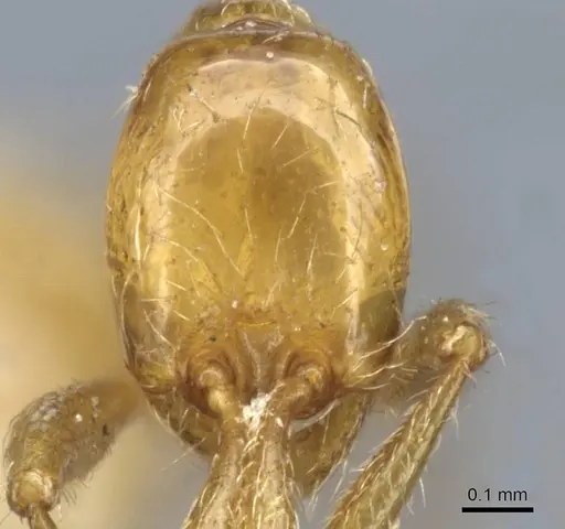 Aenictus wroughtonii specimen