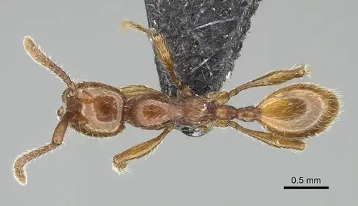 Aenictus wudangshanensis specimen