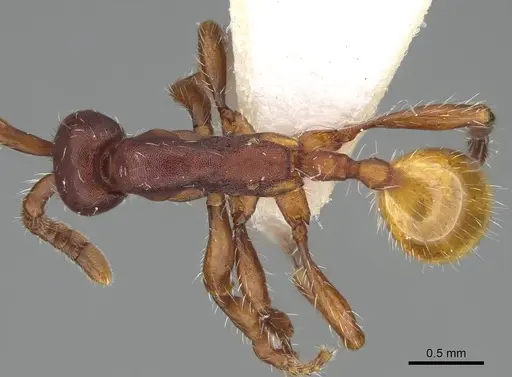 Aenictus xegi specimen
