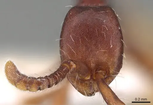 Aenictus xegi specimen