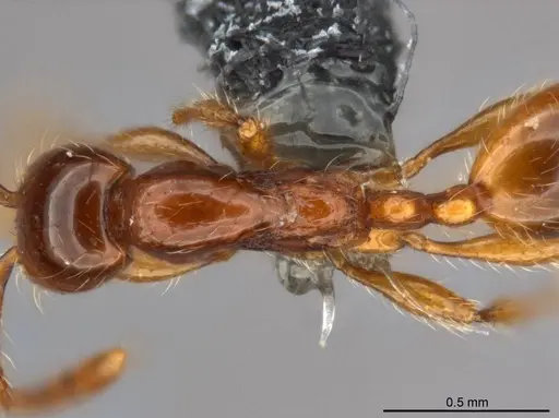 Aenictus yangi specimen