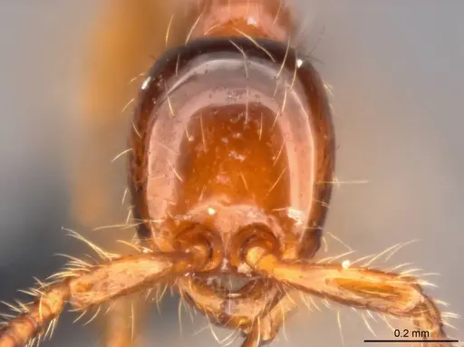 Aenictus yangi specimen