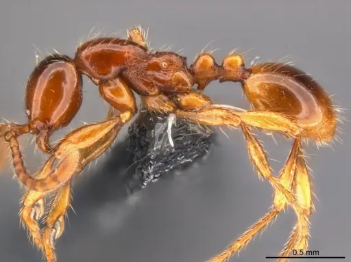 Aenictus yangi - CASENT0735503