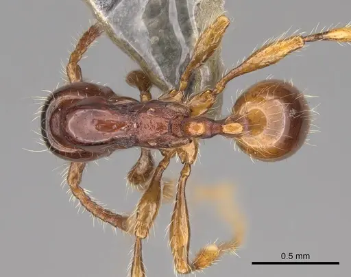 Aenictus yangi - CASENT0735508