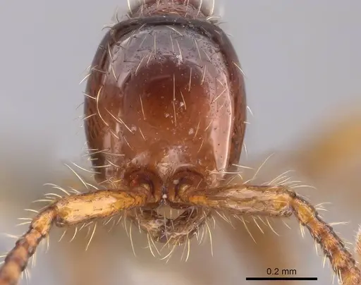 Aenictus yangi - CASENT0735508