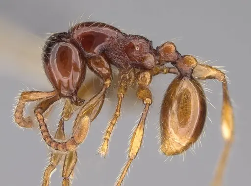 Aenictus yangi - CASENT0735508