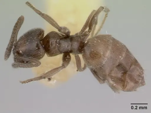Agraulomyrmex meridionalis specimen