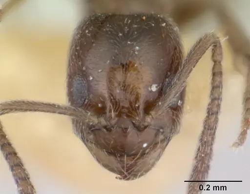 Agraulomyrmex meridionalis specimen