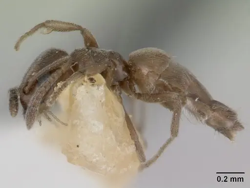 Agraulomyrmex meridionalis specimen