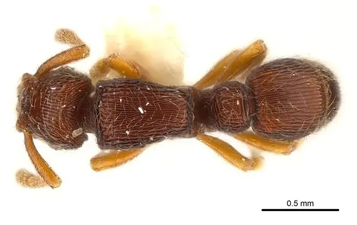 Alfaria caelata specimen