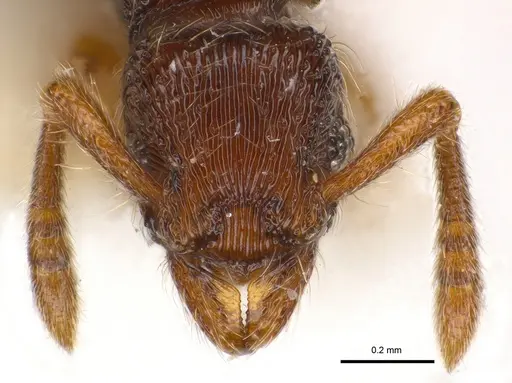 Alfaria caelata specimen